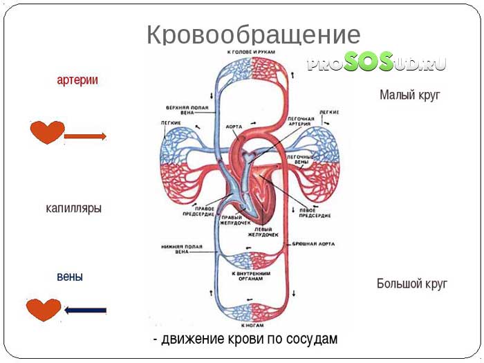 кровообращение детей
