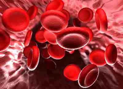 кровяные клетки