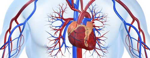 крово снабжение