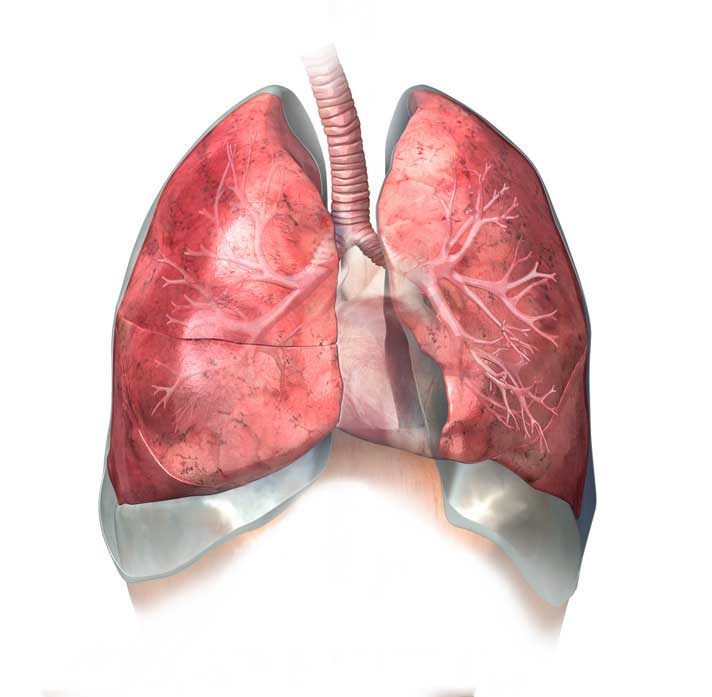 лёгкие человека