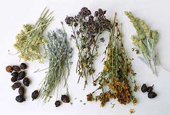 лекарственные травы