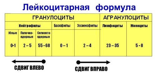 лейкоцитарная формула