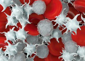 белые клетки крови