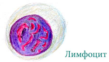 лимфоциты