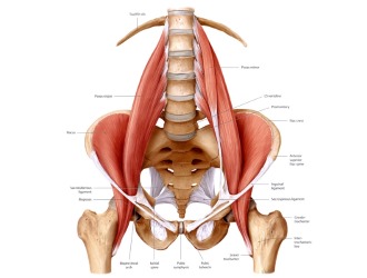 Мышцы поясницы можно разделить на двигательные и стабилизирующие