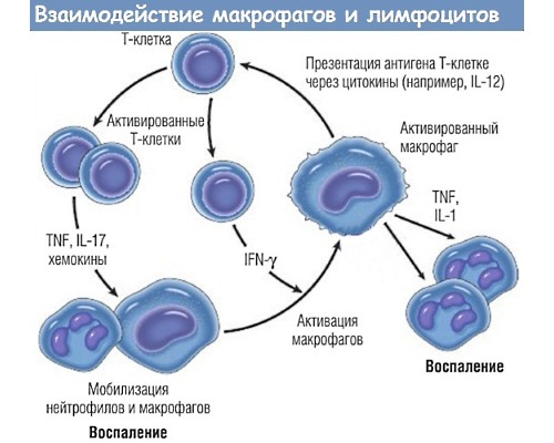 Гумизоль активирует клетки-макрофаги