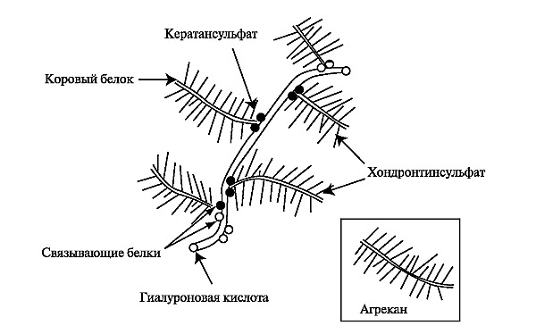 В составе хондропротекторов содержаться те же вещества, что и в составе тканей хряща