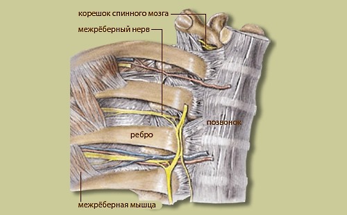 Нервы проходящие между ребрами и вызывают межреберную невралгию при их сдавливании и воспалении