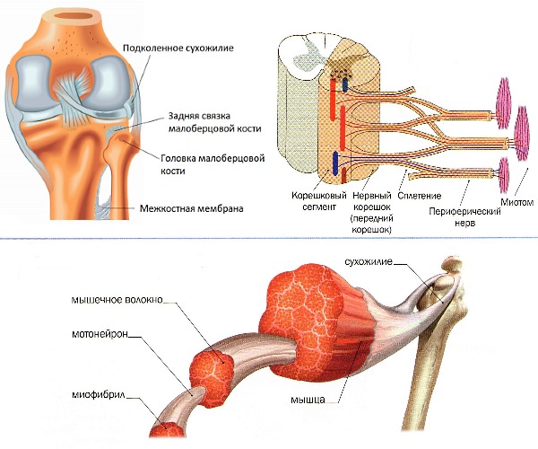 Назначают Доломин при суставных, мышечных и неврологических болях