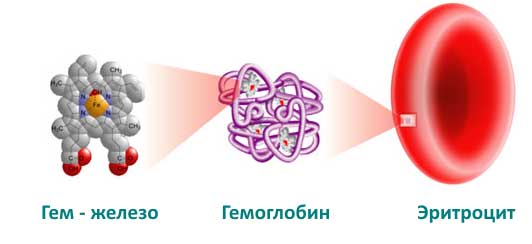 молекула гемоглобина