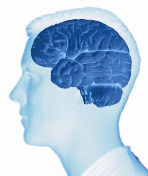 мозг человека