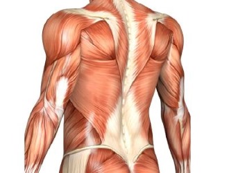 Причиной плохой осанки может быть слабость в мышцах спины и гиподинамия