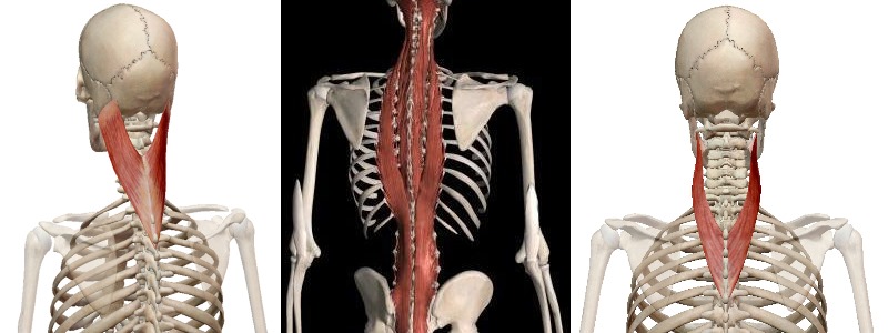 Верхний слой глубоких мышц