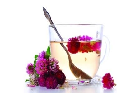 настойка клевера