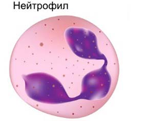 нейтрофил