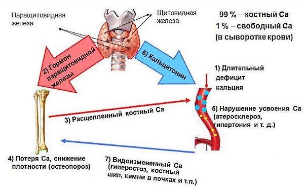 Нередко при остеопорозе назначают гормональные препараты