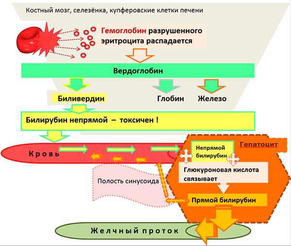 образование билирубина
