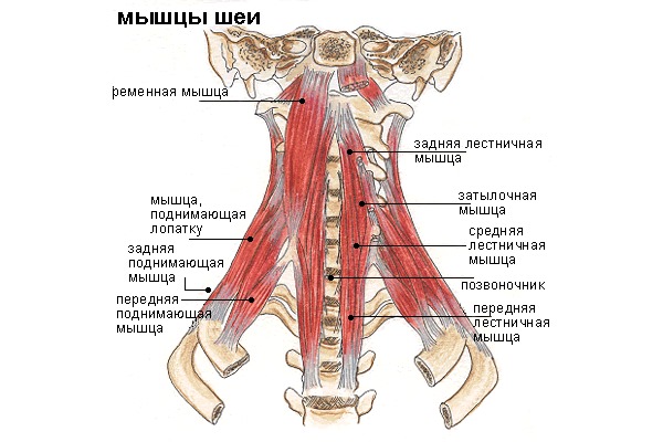 Обратите внимание на то, спазм каких мышц вызывает наибольшую боль