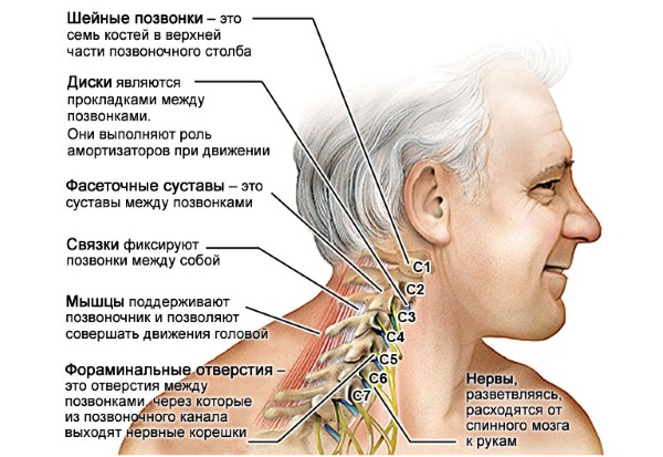 Шея имеет большое количество нервных окончаний и сосудов
