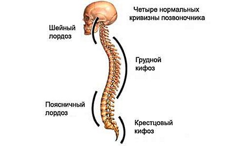 Спина человека имеет 4 физиологических изгиба