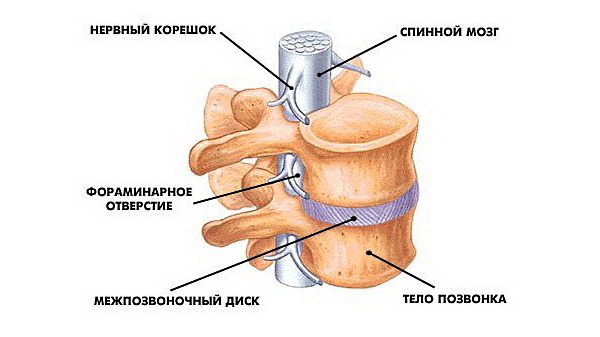 Одними из самых сильных болей в спине и позвоночнике являются так называемые корешковые боли - повреждение нервных окончаний в позвоночнике