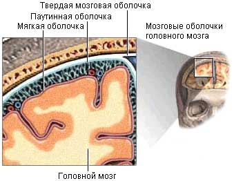 паутинная оболочка головного мозга