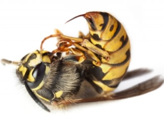 Особым спросом пользуются мази на основе пчелиного и змеиного яда