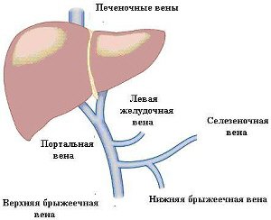 печёночные вены