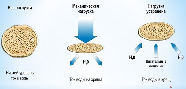 Хондропротекторы помогают восстановить функции хрящевой и костной ткани