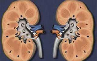 почки человека