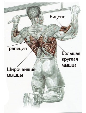 Обратите внимание какие группы мышц задействуются при занятиях на турнике