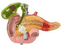 поджелудочная железа