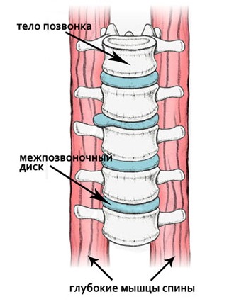 Околопозвоночные мышцы отвечают за сгибание, разгибание и скручивание позвоночника