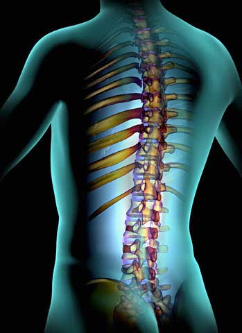 позвоночник человека