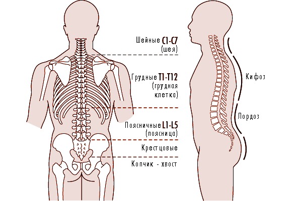 Обратите внимание на то, в каких отделах позвоночника находятся изгибы