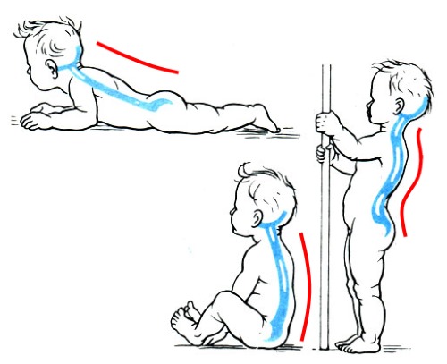 Формироваться осанка начинает еще в детском возрасте в период физического развития ребенка