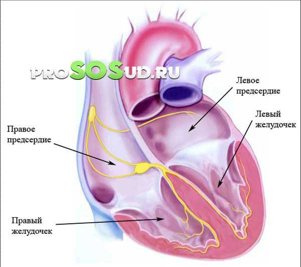 предсердие