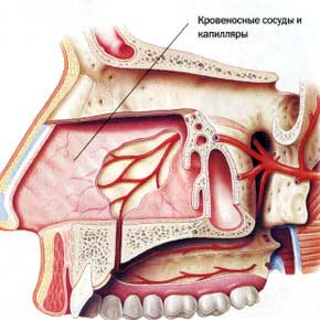 сосуды в носу