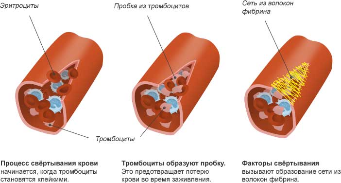 процесс свертывания крови