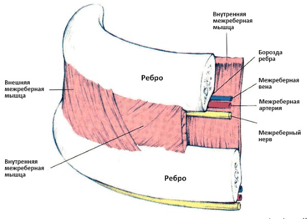 Межреберная невралгия является следствием различных патологических факторов