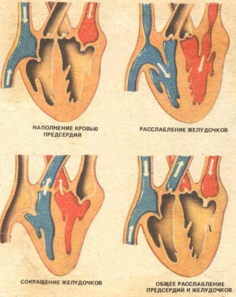 работа сердца