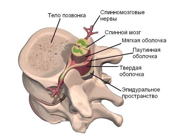 Наиболее частой причиной болей в спине является сдавливание нервных корешков