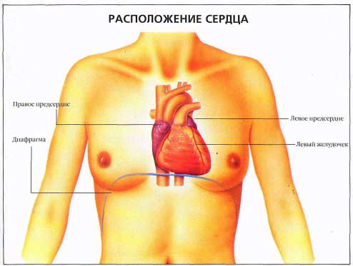 расположение сердца