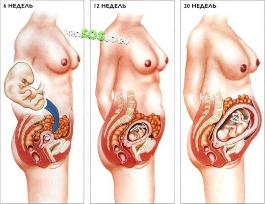 размер матки на разных сроках