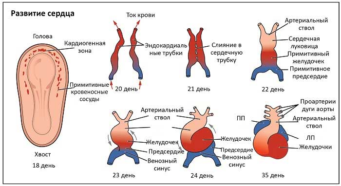 развитие сердца у плода