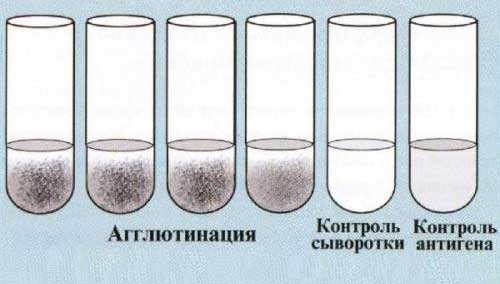 реакция агглютинации