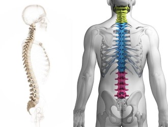 Пиявок размещают в местах наибольшего воспаления при грыже