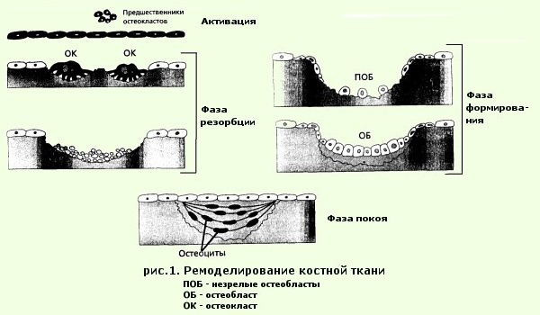 Тевабон способствует ремоделированию костной ткани