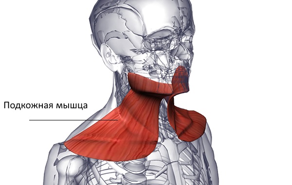 Подкожная мышца защищает вены от передавливания