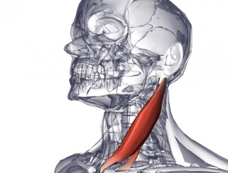 Классический хирургический метод лечения кривошеи - пересечение кивательной мышцы